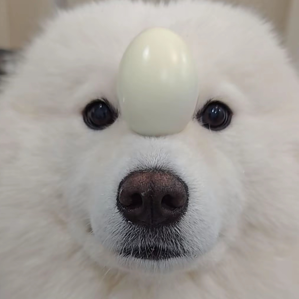 笨猪吃老虎
