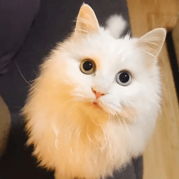 鸡父