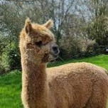 AlpacaLover