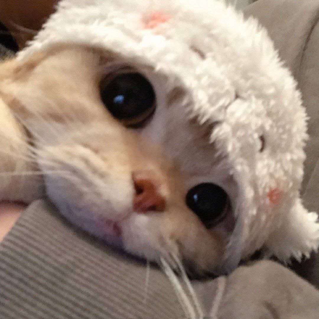 龙叔