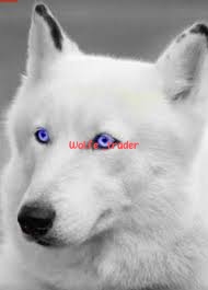 Wolfe _trader