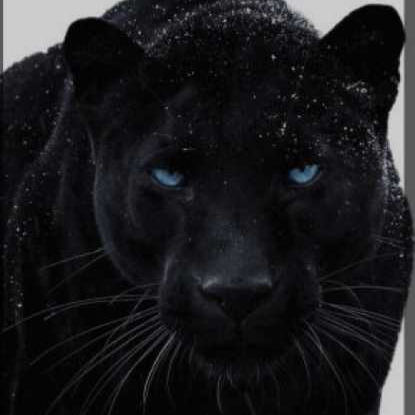 blacktiger_6