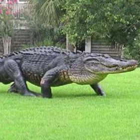 alligator